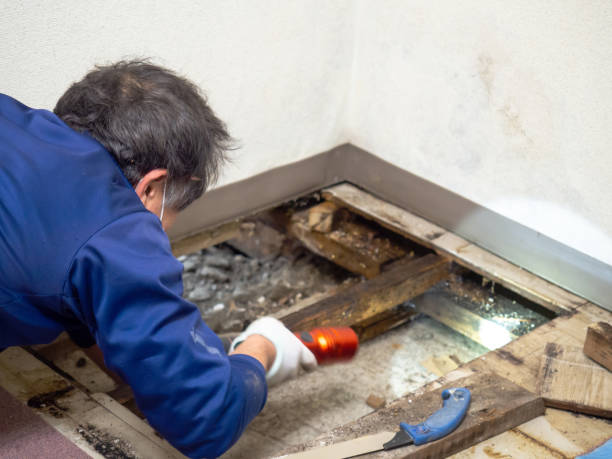 Best Mold Removal Process  in Liolnton, NC