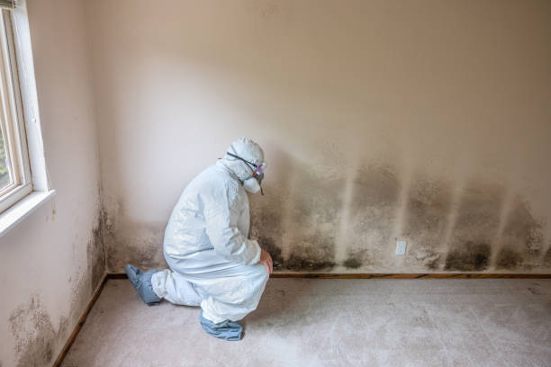  Liolnton, NC Mold Removal Pros