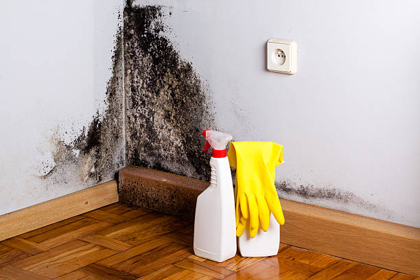 Professional Mold Removal in Lincolnton, NC