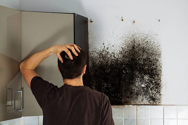 Mold Removal Process in Lincolnton, NC